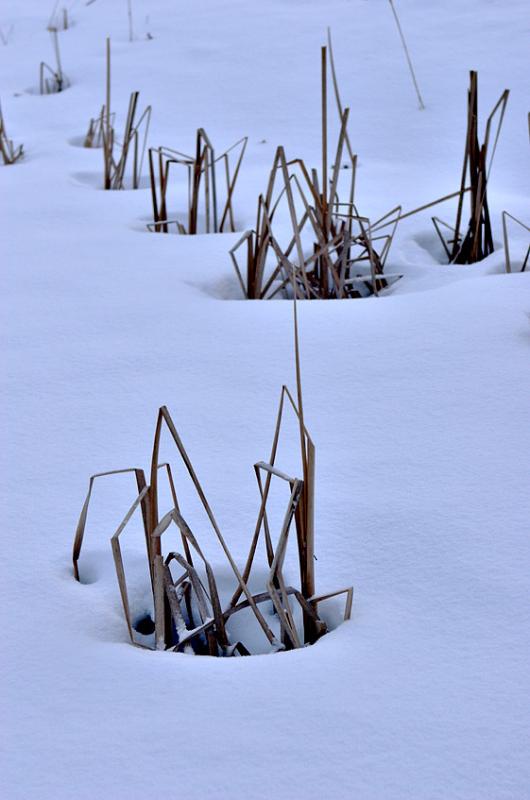 2005-02-18: Snowy Cattails
