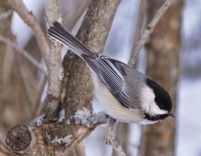 2005-02-19: Chickadee