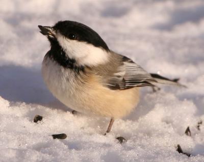 Chickadee with Sunflower Seed