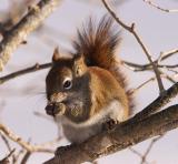 2005-02-20: Red Squirrel