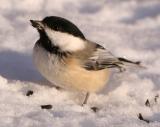Chickadee with Sunflower Seed
