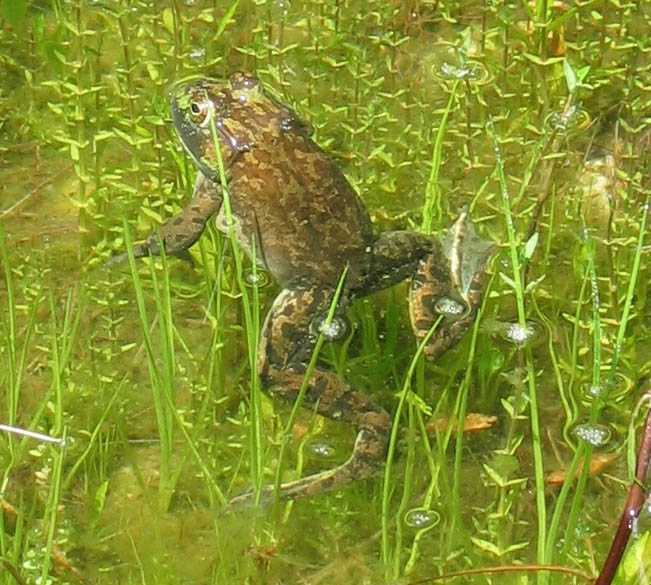 BullFrog 2