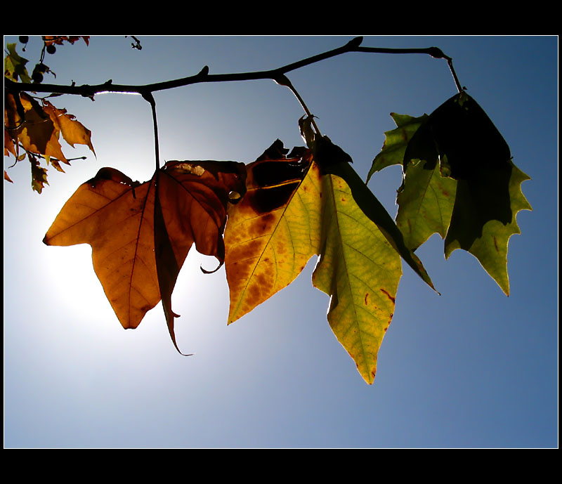 21.10.2004 ... Some portuguese autumn colors ...