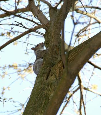 Squirly2.jpg