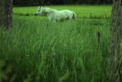 horse