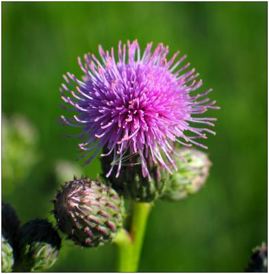 Canadian Thistle