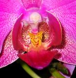 Purple Orchid Macro