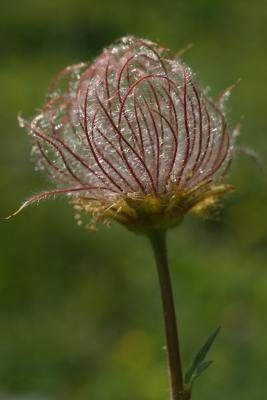 u46/powerdoc/medium/33895616.fleur.jpg
