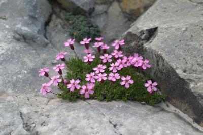 Silene acaule