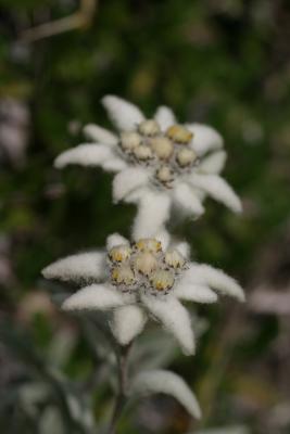 The silver star : the Edelweiss