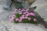 Silene acaule