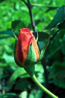 IMG02028.jpg