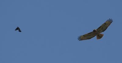red-tailed hawk.jpg