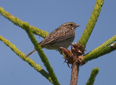 06-04-2004Savannah Sparrow