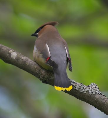 Cedar Waxwing 2.jpg