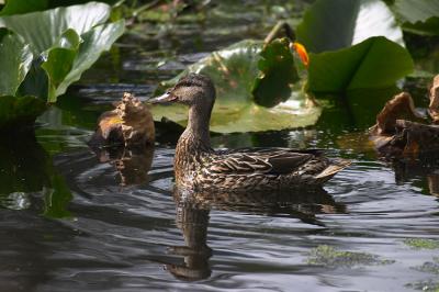 06-06-2004Young Mallard