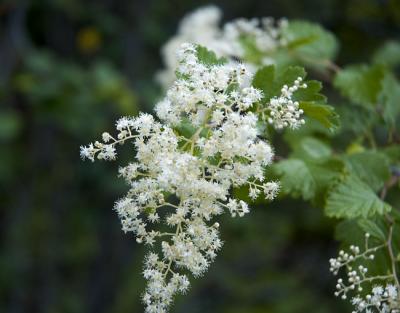 0708_ninebark.jpg