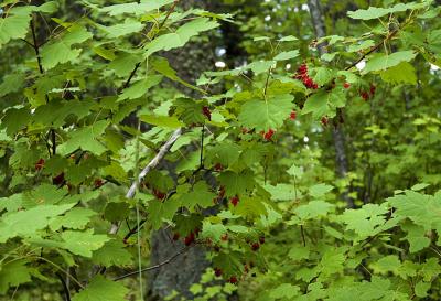 0711_vineMaple.jpg