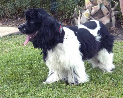 cocker_rescue04.jpg