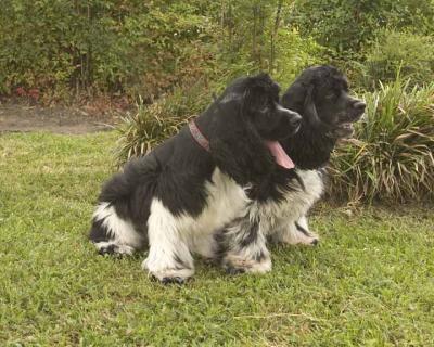 cocker_rescue07.jpg