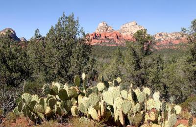 Red Rocks & Cactus