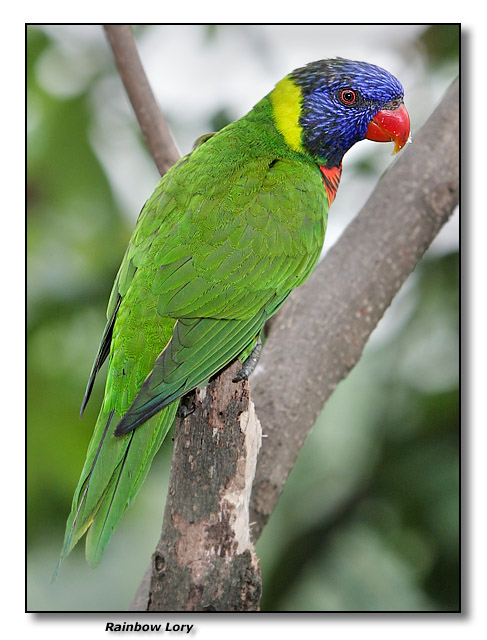 Rainbow Lory