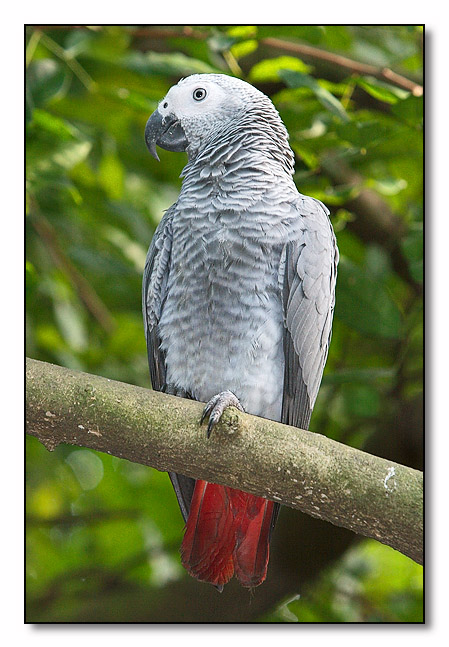 African Grey Parrot