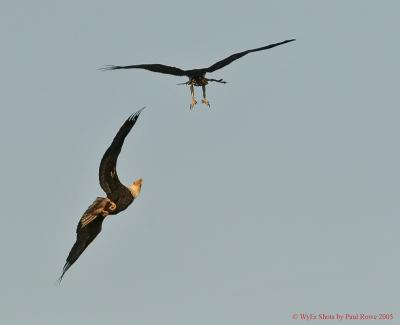 Eagle and Osprey2.jpg