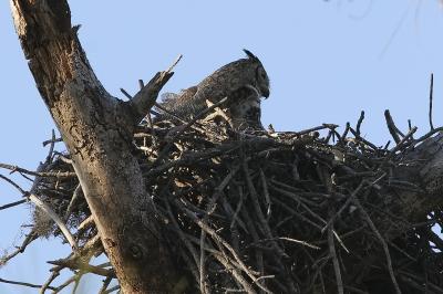 Mama Horned Owl on nest 321.jpg