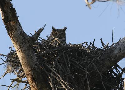 Mama Horned Owl on nest 322.jpg