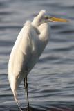 Great Egret at Spillway 565.jpg