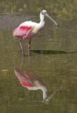 Spoonbill 465.jpg