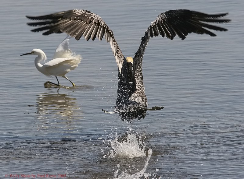 Pelican and Snowy.jpg