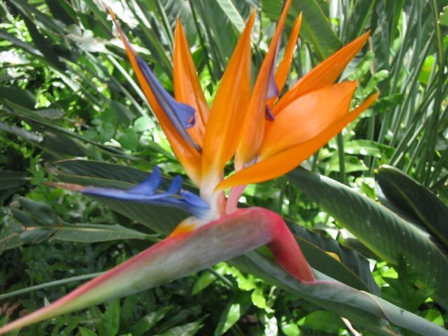 Bird of Paridise flower at the USS Arizona Memorial