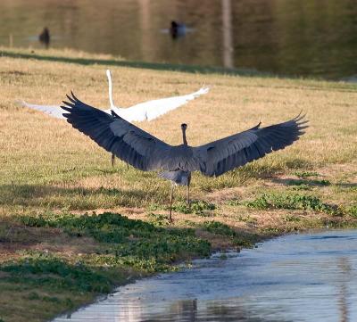 Great Blue Heron and Great Egret