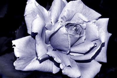 Rose Black and White - Blue Tint