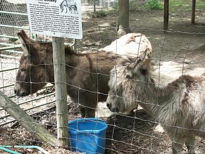 Sicilian Donkey