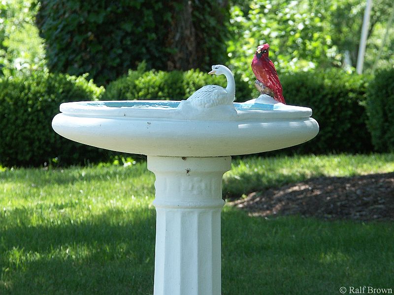 Bird Bath