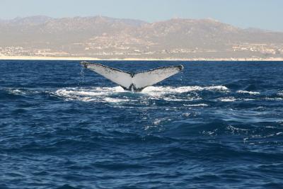 Whale 4.jpg