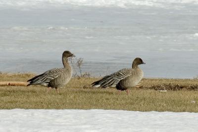 Pink-footed Geese, Pictou Co.