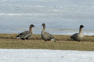 Pink-footed Geese, Pictou Co.