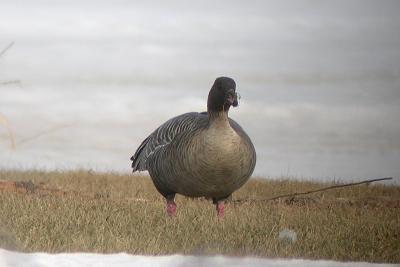 Pink-footed Geese, Pictou Co.