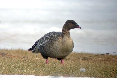 Pink-footed Geese, Pictou Co.