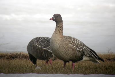 Pink-footed Geese, Pictou Co.