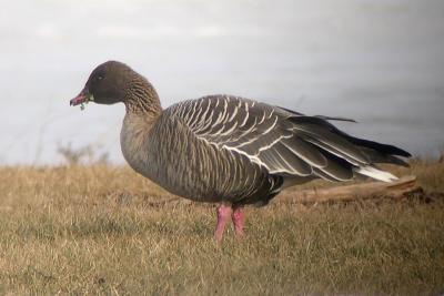 Pink-footed Geese, Pictou Co.