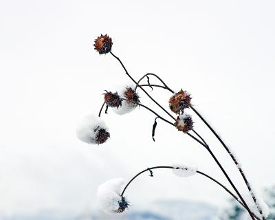 [November 1st] Winter