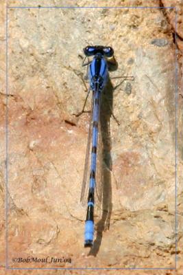 u46/rcm1840/medium/29756291.Damselfly21.jpg