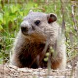 Eastern Marmot Woodchuck -Immature