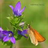 Venus Looking Glass w/European Skipper