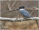 Belted Kingfisher-Female